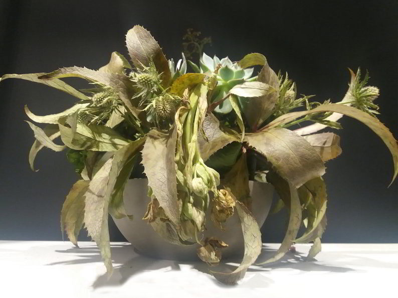 Composizione originale con succulente e cardi