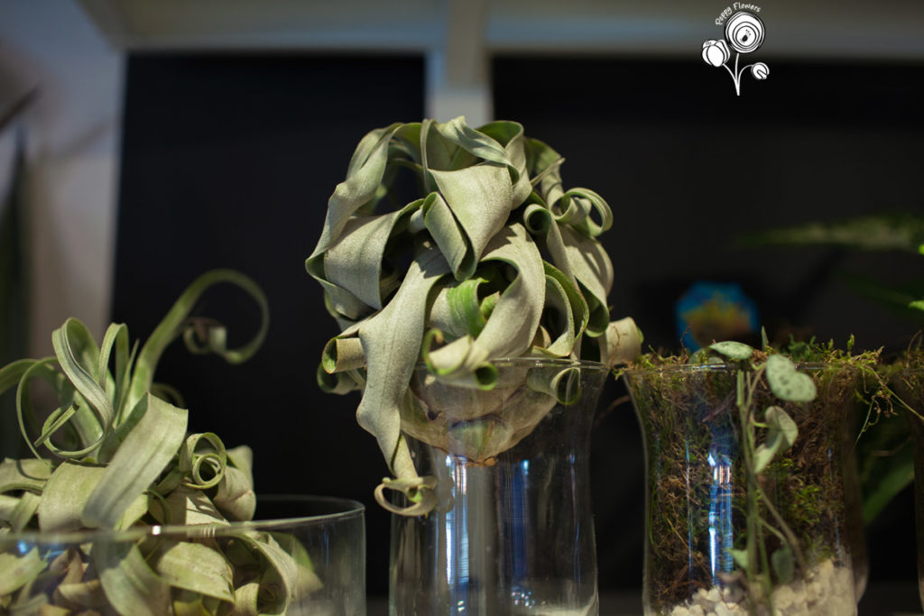 Decorazioni floreali sospese: kokedama e piante aeree