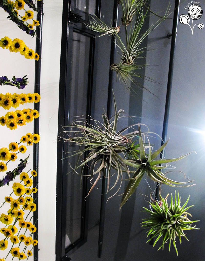 Poppy-flowers-piante-aeree-tillandsia-casa-idee-arredo - Poppy